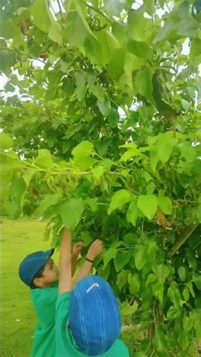 Amazing fruits 😋#shortsvideo #satisfying #superlike #mulberrytree #fruits #nature #3#shortvideo