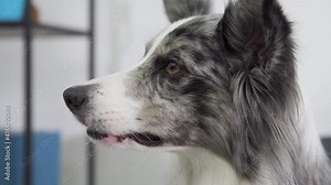 A close-up shot of the dog's face in profile. The dog looks straight ahead and blinks its eyes and moves its nose and ears. Border Collie dog in shades of white and black, and long and fine hair. An