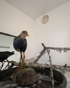 78K views · 179 reactions | New England Wildlife Center on Reels | Facebook