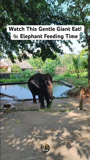 Majestic Elephant Enjoying a Meal at the Zoo 🐘 | Amazing Elephant Feeding Moments #elephantlove