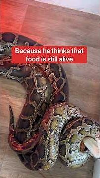 How Do I Feed The Big Snakes If They Live Together?! 🤔🐍#shorts #python