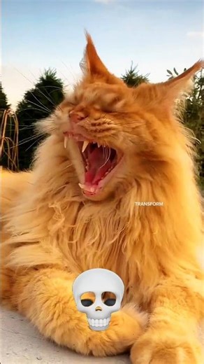 You Won’t Believe This Cat Transformation 😳