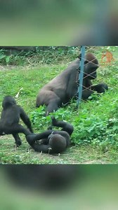 Gorilla family #gorillareels #monkeyreels #gorillasreels #wildlifereels #animalsreels #naturereels #gorillazreels #photographyreels #monkeysreels #chimpanzeereels #primatereels #silerbackreels #kingkongreels | King Gorilla