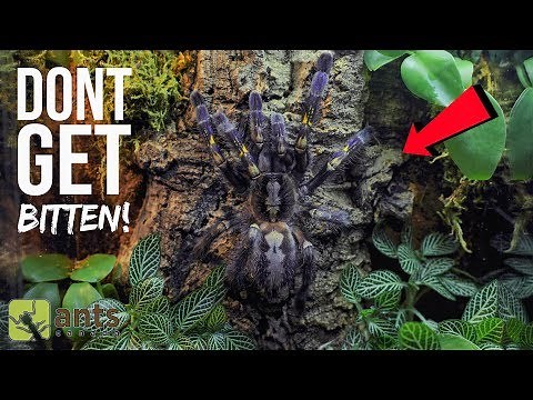 One of the Most Venomous Tarantulas in the World