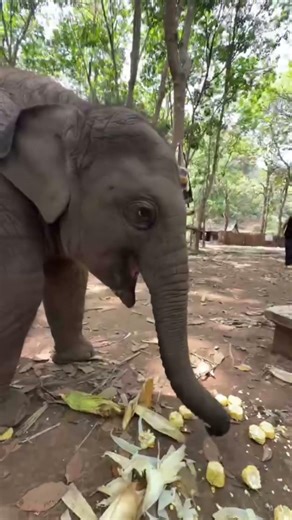 Eat and eat baby elephant #elephant