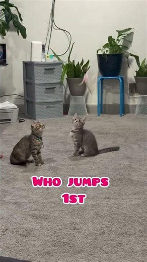 Viral Amazon Toy