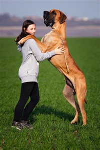 Great Danes: What You Need to Know About Them