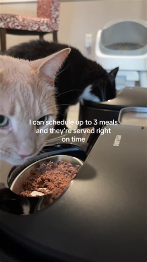 This Petlibro refrigerated feeder is on sale right now, and the coupons bring the price down to one of the lowest I’ve ever seen. If you’ve ever wondered how to feed your cat wet food when you’re not home, this is the safest setup I’ve found. This refrigerated cat feeder keeps wet food stored cold and serves meals automatically at scheduled times, so your cat eats on routine even if you’re away overnight or traveling. #tiktokshopcreatorpicks #tiktokshopstockup #TikTokShopSpringGlowUp