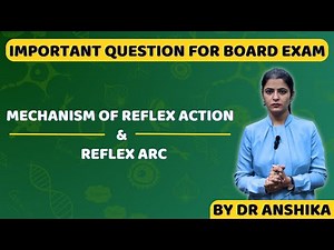 Reflex Action and Reflex Arc Explained | Simple & Clear