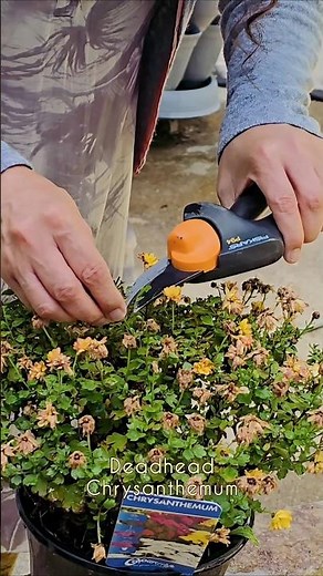 Deadhead Mums the Easy Way ✂️ (QUICK 2-min Garden Fix!)