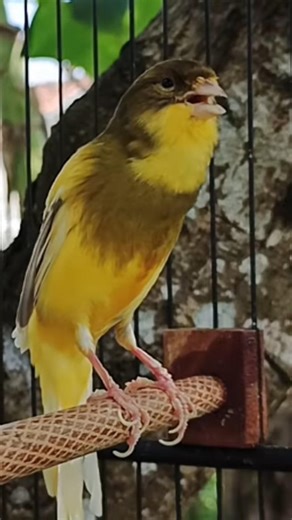 Kenari ngeroll panjang mewah #masteranburung #kenarimewah #kenarigacor #canary #canario #birds