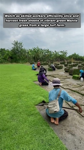 How Manila Grass Sod is Harvested for Beautiful Gardens and Resorts