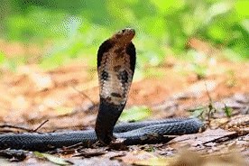 snake on Make a GIF