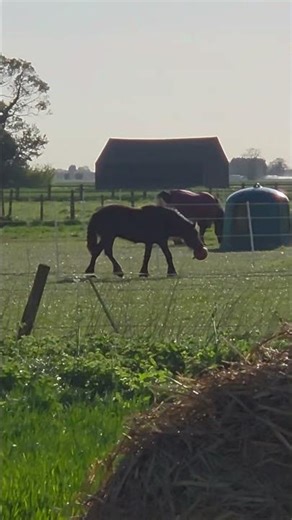 Finally cought our yearling playing with his ball #equestrianjourney #horse