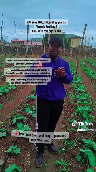 Cucumber & Veggie Farming Pro on TikTok