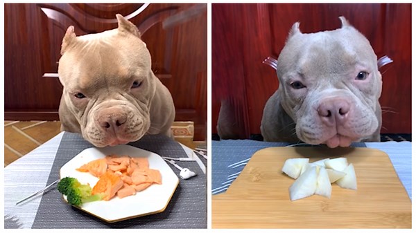🐶 ASMR Pitbull Enjoys a Tasty Meal! 🦴✨ (Satisfying Sounds)