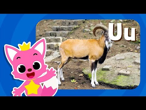 Letter U: Urial | Learn Alphabets | Learn English Alphabet for Kids | Learn with Pinkfong
