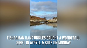 Stag party seen heading for Eilean Dubh #Deer #Stag #StagParty #Wildlife | The Scotsman