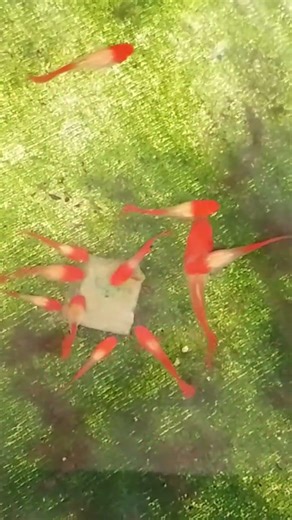 feeding my albino koi red ear with gel food❤️