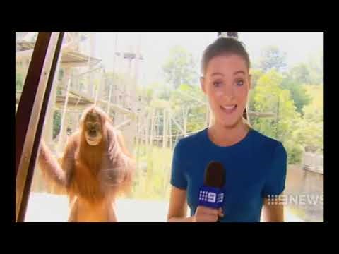 CREEPY SMILING ORANGUTAN STARE