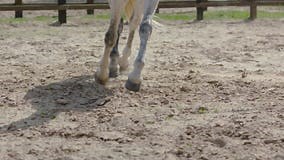 Horse Hooves Run through Sand in Slow Motion HD. Stock Footage - Video of galloping, hooves: 276319980