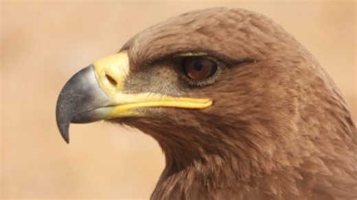 Thousands Of Migratory Vultures Flock To Bikaner’s Jorbeer Conservation Centre