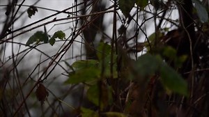 27K views · 256 reactions | Sometimes winter can be a bit of a chore but seeing certain sights makes it all the more worth while. #winter #wonderings #cold #evenings #robin #frosty | JAG Products | Facebook