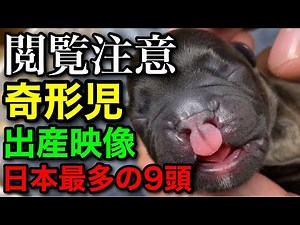 【犬の出産映像】9頭の子犬が産まれたが奇形児だった