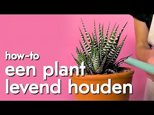 Snelcursus: planten verzorgen