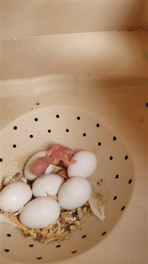 Bébé perruche nid 6 le premier #perruche #birds #parrot
