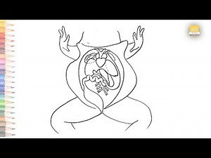 Frog dissection diagram labeled | How to draw Frog Dissection diagram step by step | Outline drawing