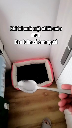 Mèo Đen Dễ Thương và Những Hành Động Ngộ Nghĩnh