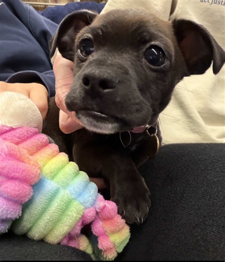 Exploring Experimental Biochem and Printmaking in College