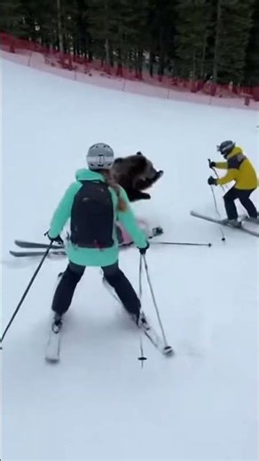 Bear Attacks Skier Without Warning