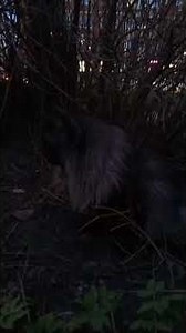 A Cat’s Adventure: Exploring the Territory. Pusha on the walk😺