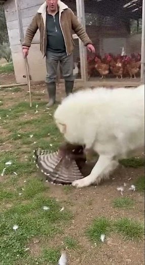 Maremmano-Abruzzese Sheepdog: Guardian of Italian Farms