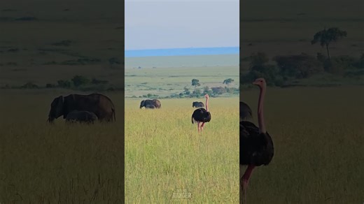 How Elephants and an Ostrich Share the Open Plains of Africa