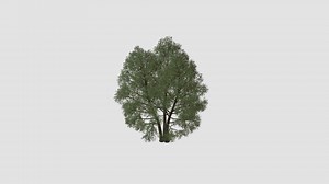 tree - Buy Royalty Free 3D model by Evermotion