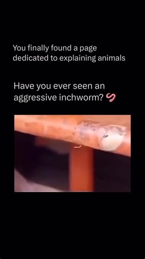 Explaining animals on Instagram: "Follow @Learning.about.animals to learn everything about animals one post at a time Nicknamed the “aggressive inchworm,” this tiny caterpillar has a big attitude. When it feels threatened, it doesn’t crawl away — it strikes a pose. Instead of the gentle looping motion inchworms are known for, it jerks upright, snaps its body forward, and thrashes like it’s ready for a fight. The move isn’t about aggression, though — it’s defense. That sudden burst of motion can 
