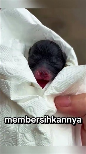 Anak Anjing diadopsi Kucing⁉️💖