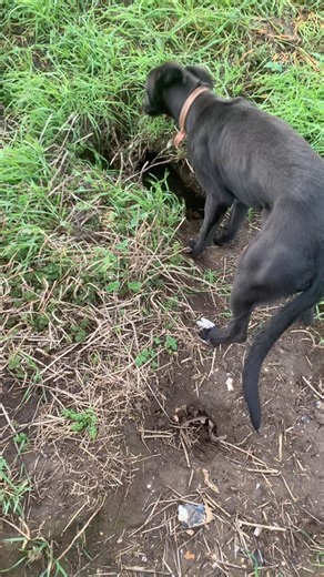 10K views · 884 reactions | J gumble rabbit control on Reels | Facebook