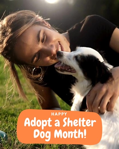 Happy #AdoptAShelterDogMonth! There's nothing like the love of a shelter dog. ❤️ Show us your precious pups that you adopted from the shelter! | Springfield Veterinary Center