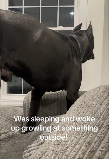 Cane Corso Guard Dog Wakes Up Growling at Intruder