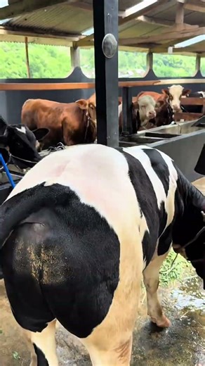 Sapi Brahman #sapi #sapisimental #sapilucu #sapijumbo