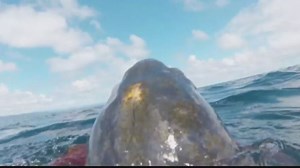 Turtle's filmed underwater dive is first for species