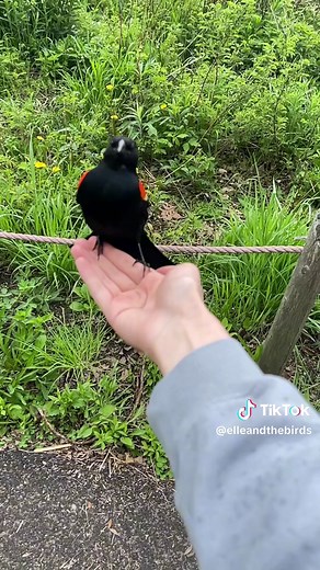 Meet my new bird #redwingedblackbird #bird #wildbird #joke | birds