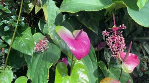 Attention-getting of the Pink Anthurium Andraeanum, known as Flamingo Lily, in Singapore Botanic Gardens.