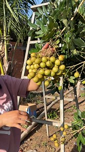 Wow amazing longan #reelsvideo #foodlover #eating #eatingshow #food #fruit #asmr | Tasty Bite - Van Din