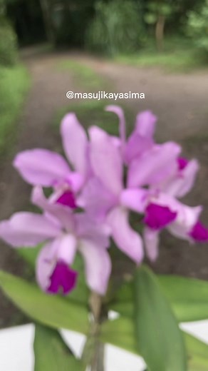 Torna-se um especialista no cultivo de orquídeas! Curso completo: https://paraisodasmicroorqudeas.com/curso/#aciantherastrupifolia #paraisodasmicroorquideas #orquideas #plantas #natureza #reciclagem #microorquideas #flores #brasil #mogidascruzes #arvores #agro #orquidário #orquidofilo #orquidologia #orquidologos #microorquides #miniorquideas #segredosdasorquídeas #orquideasbrasil #flores #floresta #orquidologia #orquidologos #cursodeorquideas #professordeorquidea #pragasedoenças #acaros #cochoni
