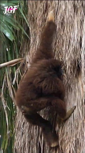 🌴 Learn How to Climb a Tree Like a Monkey 🌴